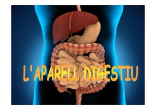 Aparell digestiu