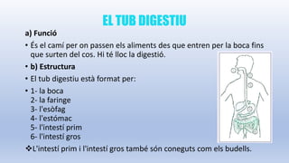 EL TUB DIGESTIU
a) Funció
• És el camí per on passen els aliments des que entren per la boca fins
que surten del cos. Hi té lloc la digestió.
• b) Estructura
• El tub digestiu està format per:
• 1- la boca
2- la faringe
3- l'esòfag
4- l'estómac
5- l'intestí prim
6- l'intestí gros
L'intestí prim i l'intestí gros també són coneguts com els budells.
 