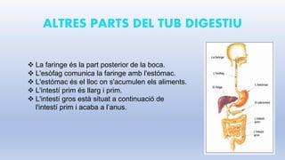 ALTRES PARTS DEL TUB DIGESTIU
 La faringe és la part posterior de la boca.
 L'esòfag comunica la faringe amb l'estómac.
 L'estómac és el lloc on s'acumulen els aliments.
 L'intestí prim és llarg i prim.
 L'intestí gros està situat a continuació de
l'intestí prim i acaba a l’anus.
 