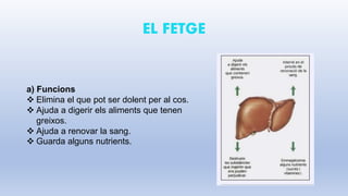 EL FETGE
a) Funcions
 Elimina el que pot ser dolent per al cos.
 Ajuda a digerir els aliments que tenen
greixos.
 Ajuda a renovar la sang.
 Guarda alguns nutrients.
 