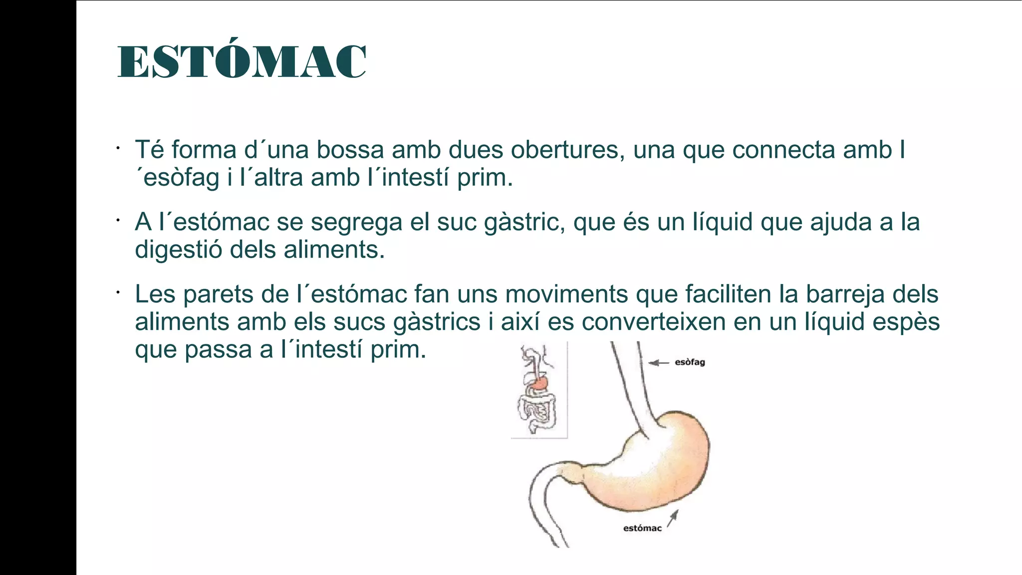 ESTÓMAC
•
Té forma d´una bossa amb dues obertures, una que connecta amb l
´esòfag i l´altra amb l´intestí prim.
•
A l´estómac se segrega el suc gàstric, que és un líquid que ajuda a la
digestió dels aliments.
•
Les parets de l´estómac fan uns moviments que faciliten la barreja dels
aliments amb els sucs gàstrics i així es converteixen en un líquid espès
que passa a l´intestí prim.
 