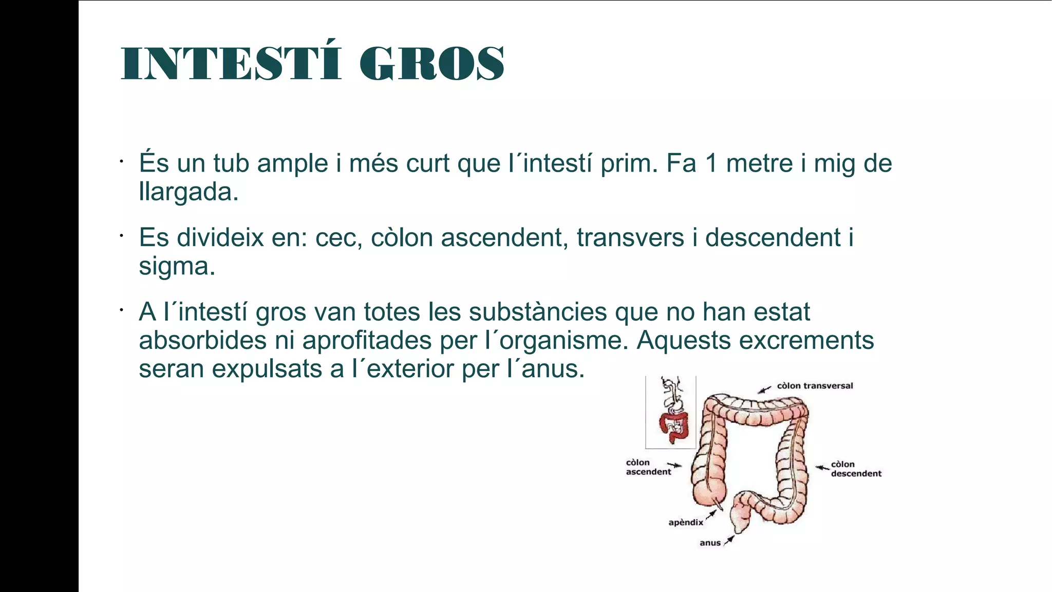 INTESTÍ GROS
•
És un tub ample i més curt que l´intestí prim. Fa 1 metre i mig de
llargada.
•
Es divideix en: cec, còlon ascendent, transvers i descendent i
sigma.
•
A l´intestí gros van totes les substàncies que no han estat
absorbides ni aprofitades per l´organisme. Aquests excrements
seran expulsats a l´exterior per l´anus.
 