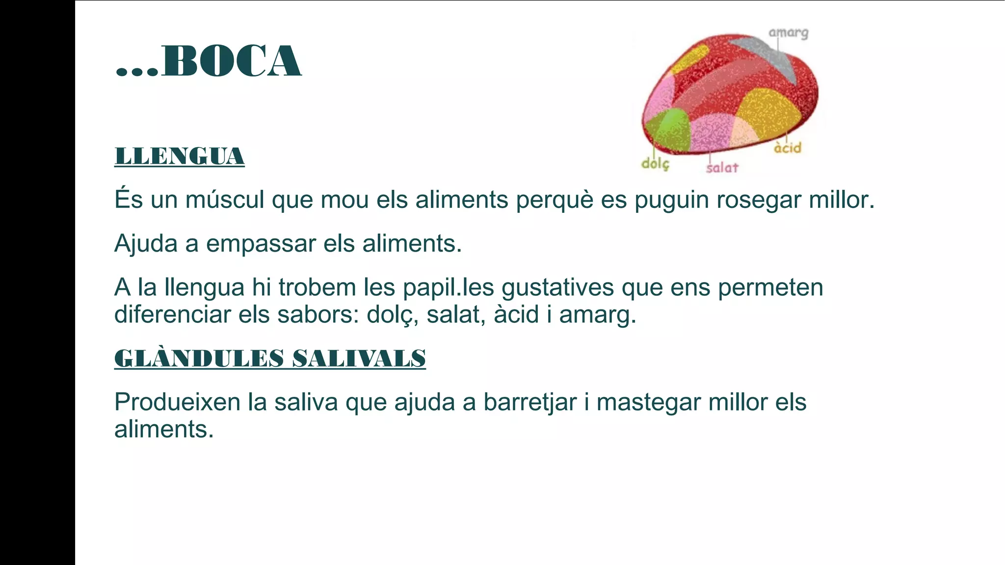 …BOCA
LLENGUA
És un múscul que mou els aliments perquè es puguin rosegar millor.
Ajuda a empassar els aliments.
A la llengua hi trobem les papil.les gustatives que ens permeten
diferenciar els sabors: dolç, salat, àcid i amarg.
GLÀNDULES SALIVALS
Produeixen la saliva que ajuda a barretjar i mastegar millor els
aliments.
 