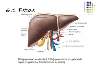 6.1 Fetge Conducto cístico El fetge produeix i secreta bilis (0,5L/dia) que emulsiona els  greixos (els  separa en gotetesl que després trenquen les lipases). 