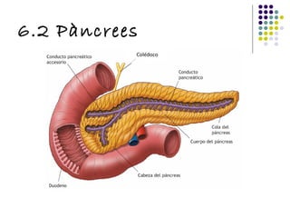 6.2 Pàncrees Colédoco 
