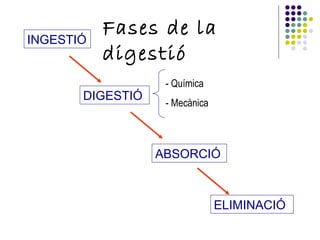 INGESTIÓ DIGESTIÓ ABSORCIÓ ELIMINACIÓ Fases de la digestió - Química  - Mecànica 