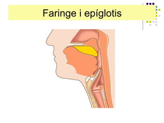 Faringe i epíglotis 