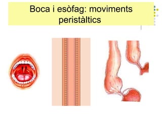 Boca i esòfag: moviments peristàltics  