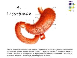 Secció frontal de l´estòmac que mostra l´aspecte de la mucosa gàstrica i les diverses porcions en què es divideix aquest òrgan: 1, regió de càrdies; 2, fundus o fòrnix; 3, cos de l´estòmac; 4, antre pilòric; 5, regió pilòrica; 6, curvatura menor de l´estòmac; 7, curvatura major de l´estòmac; 8, esfínter pilòric; 9, duodé. 4. L’estómac 