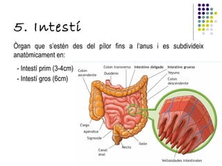 5. Intestí Òrgan que s’estén des del pílor fins a l’anus i es subdivideix anatòmicament en: - Intestí prim (3-4cm) - Intestí gros (6cm) 