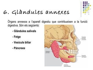 6. Glàndules annexes Òrgans annexos a l’aparell digestiu que contribueixen a la funció digestiva. Són els següents: -  Glàndules salivals -  Fetge -  Vesícula biliar -  Pàncrees 