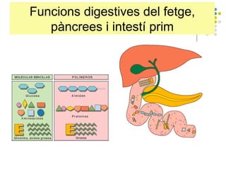 Funcions digestives del fetge, pàncrees i intestí prim 