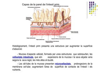 Histològicament, l’intestí prim presenta una estructura per augmentar la superfície d’absorció: - Mucosa d’aspecte vellutat, formada per unes estructures  que sobresurten, les  vellositats intestinals , que són  expansions de la mucosa i la seva alçada varia segons la  seva regió, les més altes al duodè. - Les cèl·lules de la mucosa presenten  microvellositats ,  prolongacions de la membrana cel·lular, augmentant l’àrea de  superficie de contacte de l’intestí i els nutrients. Capes de la paret de l’intestí prim 