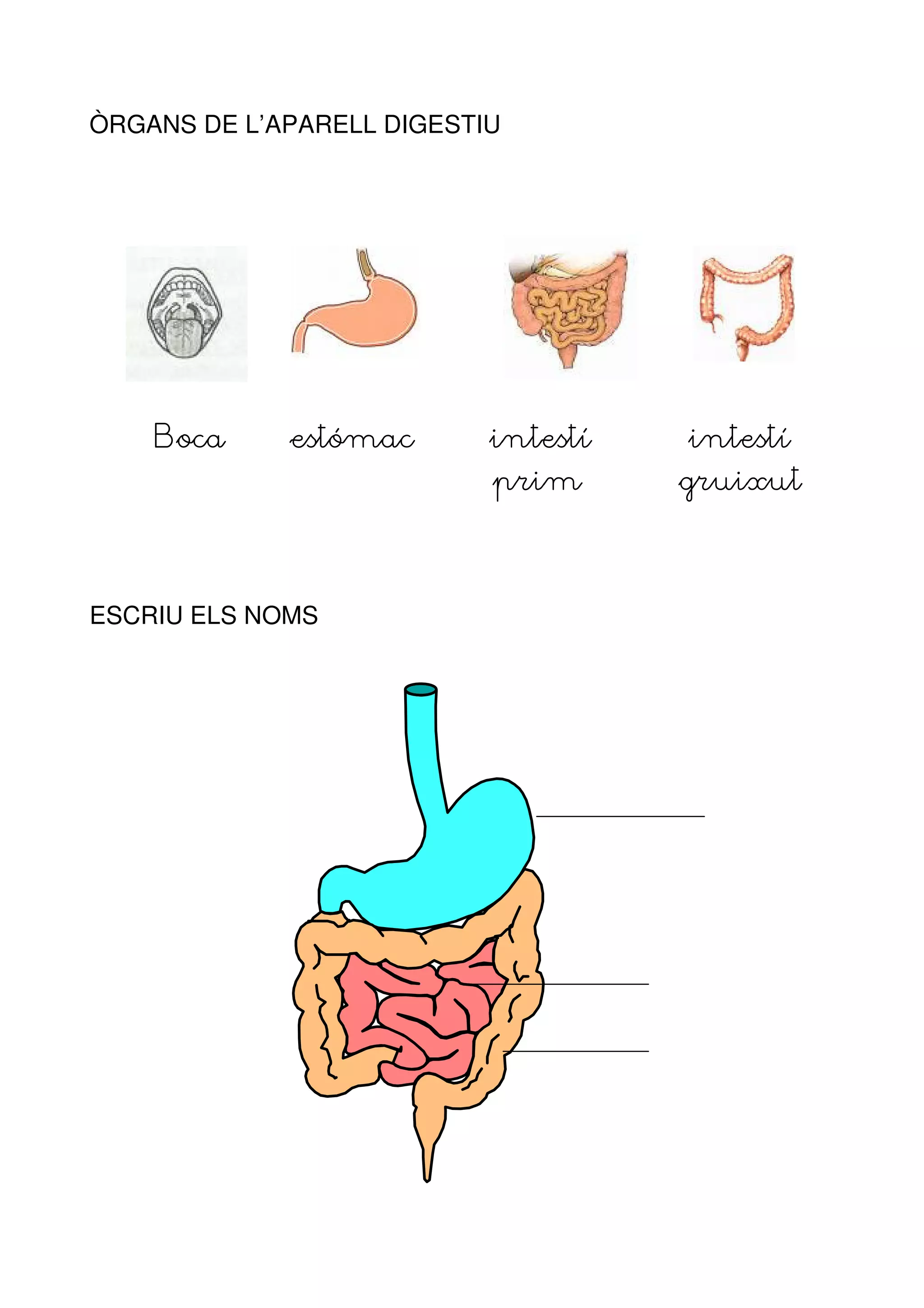 ÒRGANS DE L’APARELL DIGESTIU




    Boca     estómac       intestí   intestí
                           prim      gruixut



ESCRIU ELS NOMS
 