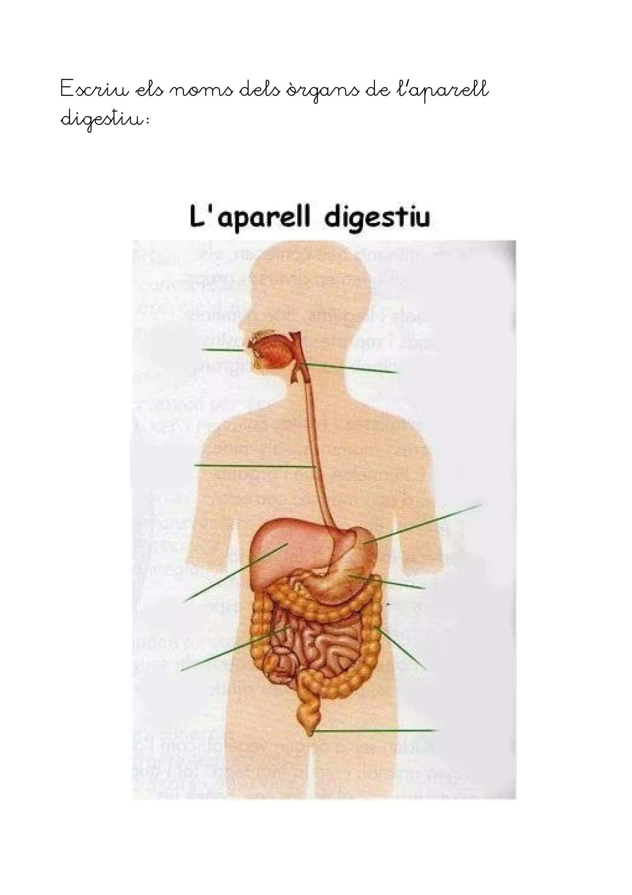 Escriu els noms dels òrgans de l’aparell
digestiu
 