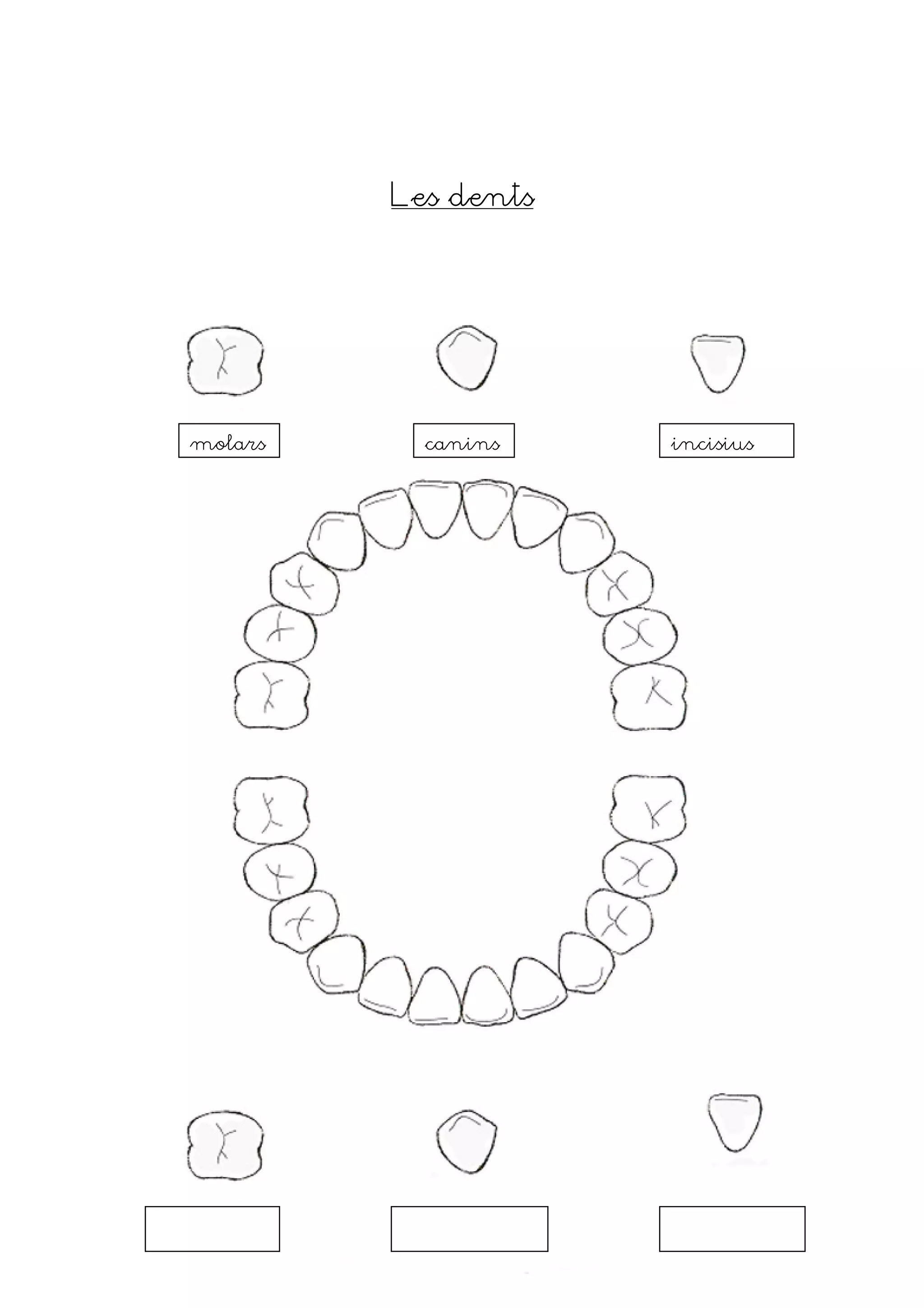 Les dents




molars     canins    incisius
 