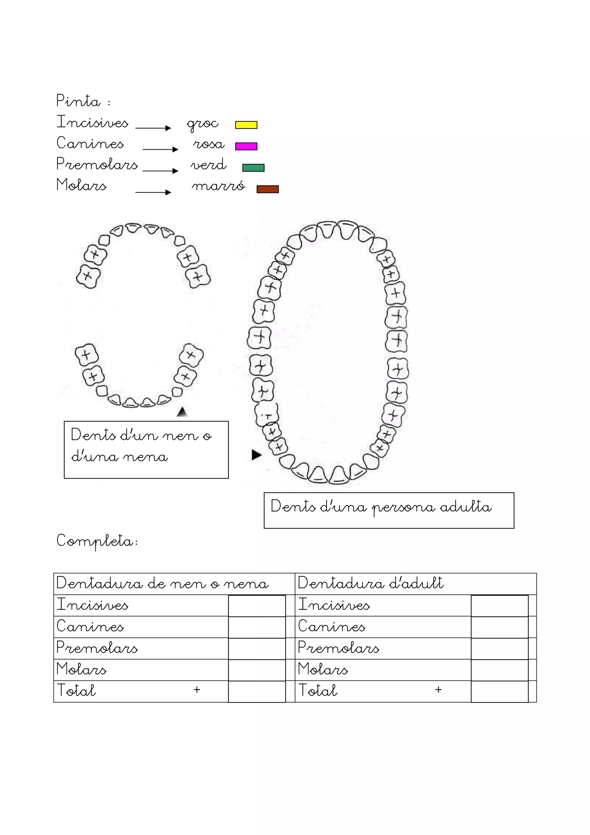 Pinta
Incisives     groc
Canines       rosa
Premolars     verd
Molars        marró




 Dents d’un nen o
 d’una nena


                          Dents d’una persona adulta

Completa


Dentadura de nen o nena      Dentadura d’adult
Incisives                    Incisives
Canines                      Canines
Premolars                    Premolars
Molars                       Molars
Total         +              Total           +
 