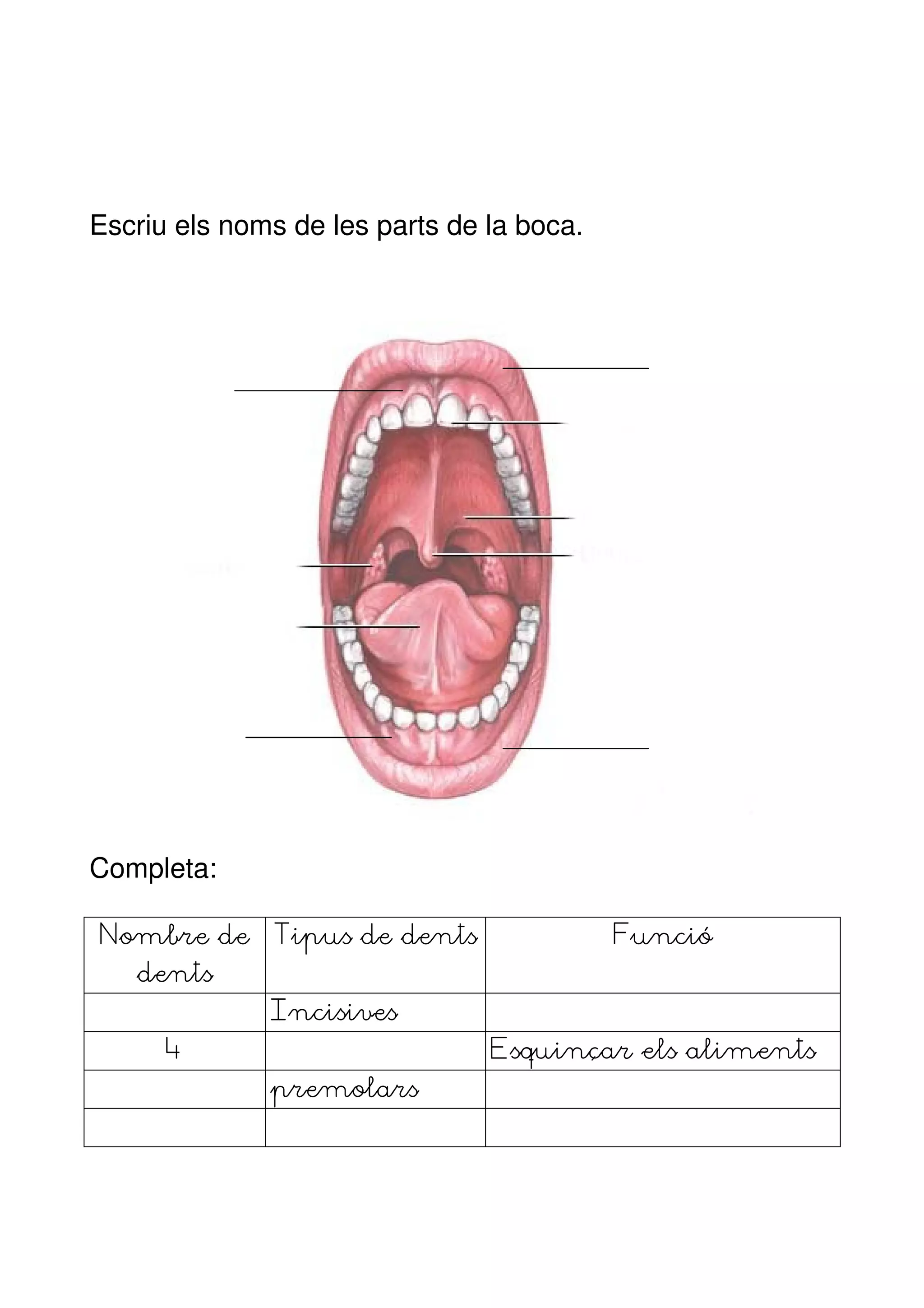 Escriu els noms de les parts de la boca.




Completa:

Nombre de     Tipus de dents               Funció
   dents
              Incisives
      4                         Esquinçar els aliments
              premolars
 