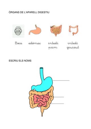 ÒRGANS DE L’APARELL DIGESTIU




    Boca     estómac       intestí   intestí
                           prim      gruixut



ESCRIU ELS NOMS
 