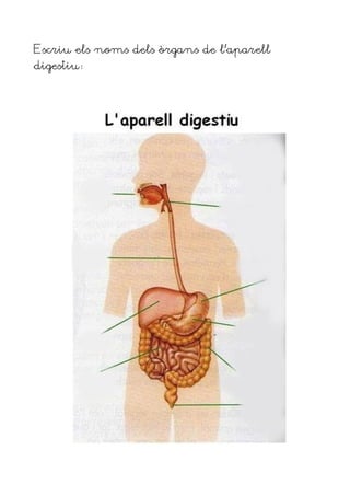 Escriu els noms dels òrgans de l’aparell
digestiu
 