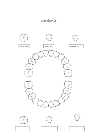 Les dents




molars     canins    incisius
 