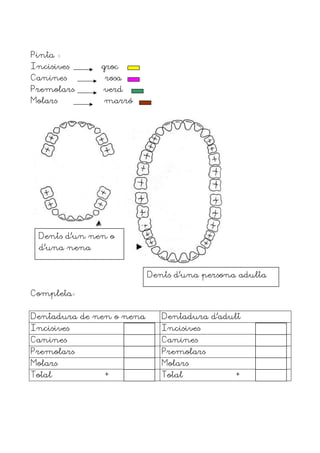 Pinta
Incisives     groc
Canines       rosa
Premolars     verd
Molars        marró




 Dents d’un nen o
 d’una nena


                          Dents d’una persona adulta

Completa


Dentadura de nen o nena      Dentadura d’adult
Incisives                    Incisives
Canines                      Canines
Premolars                    Premolars
Molars                       Molars
Total         +              Total           +
 