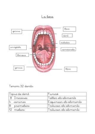 La boca



                               llavi
    geniva

                              dent


                             paladar

amígdala
                             campaneta


       llengua




     geniva
                                llavi




Tenim 32 dents


Tipus de dent       Funció
8 Incisives         Tallar els aliments
4   canines         Esquinçar els aliments
8    premolars      Triturar els aliments
12 molars           Triturar els aliments
 