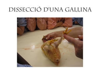 DISSECCIÓ D’UNA GALLINA
 