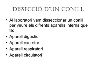 DISSECCIÓ D’UN CONILL
• Al laboratori vam disseccionar un conill
per veure els difrents aparells interns que
té:
• Aparell digestiu
• Aparell excretor
• Aparell respiratori
• Aparell circulatori
 