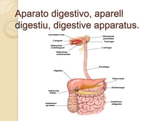 Aparato digestivo, aparell
digestiu, digestive apparatus.
 