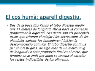 El cos humà; aparell digestiu.
• Des de la boca fins l'anús el tubo digestiu medix
 uns 11 metres de longitud. Per la boca ia comensa
 propiament la digestió. Los dents son els principals
 ossos que trituren el minjar i les secreacions de les
 glandules salivals los humedixen i inicien la
 descomposició química. El tubo digestiu continua
 per el intestí gros, de algo mes de un metro imig
 de longitud.La seva proporcio final es el recte, que
 termina en al anús per auon se evacua al exterior
 los restos indigeribles de los aliments.
 