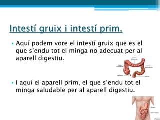 Intestí gruix i intestí prim.
• Aquí podem vore el intestí gruix que es el
  que s’endu tot el minga no adecuat per al
  aparell digestiu.


• I aquí el aparell prim, el que s’endu tot el
  minga saludable per al aparell digestiu.
 