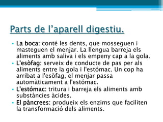 Parts de l’aparell digestiu.
• La boca: conté les dents, que mosseguen i
  masteguen el menjar. La llengua barreja els
  aliments amb saliva i els empeny cap a la gola.
• L'esòfag: serveix de conducte de pas per als
  aliments entre la gola i l'estómac. Un cop ha
  arribat a l'esòfag, el menjar passa
  automàticament a l'estómac.
• L'estómac: tritura i barreja els aliments amb
  substàncies àcides.
• El pàncrees: produeix els enzims que faciliten
  la transformació dels aliments.
 