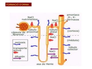 FORMACIÓ D’ORINA 