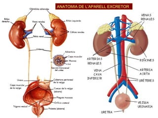 ANATOMIA DE L’APARELL EXCRETOR 