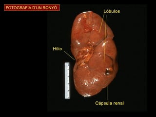 FOTOGRAFIA D’UN RONYÓ 