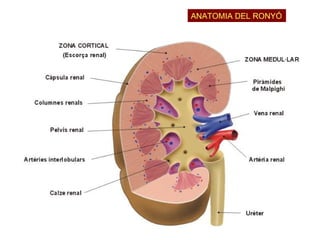 ANATOMIA DEL RONYÓ 