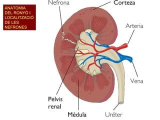ANATOMIA DEL RONYÓ I LOCALITZACIÓ DE LES NEFRONES 