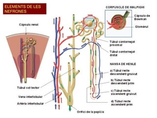ELEMENTS DE LES NEFRONES 