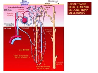 LOCALITZACIÓ DELS ELEMENTS DE LA NEFRONA EN EL RONYÓ 