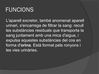 FUNCIONS
L'aparell excretor, també anomenat aparell
urinari, s'encarrega de filtrar la sang: recull
les substàncies residuals que transporta la
sang juntament amb una mica d'aigua, i
expulsa aquestes substàncies del cos en
forma d'orina. Està format pels ronyons i
les vies urinàries.

 
