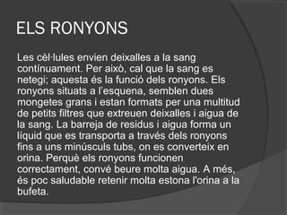 ELS RONYONS
Les cèl·lules envien deixalles a la sang
contínuament. Per això, cal que la sang es
netegi; aquesta és la funció dels ronyons. Els
ronyons situats a l’esquena, semblen dues
mongetes grans i estan formats per una multitud
de petits filtres que extreuen deixalles i aigua de
la sang. La barreja de residus i aigua forma un
líquid que es transporta a través dels ronyons
fins a uns minúsculs tubs, on es converteix en
orina. Perquè els ronyons funcionen
correctament, convé beure molta aigua. A més,
és poc saludable retenir molta estona l'orina a la
bufeta.

 