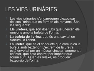 LES VIES URINÀRIES
Les vies urinàries s'encarreguen d'expulsar
del cos l'orina que es formen als ronyons. Són
les següents:
 Els urèters, que són dos tubs que uneixen els
ronyons amb la bufeta de l'orina.
 La bufeta de l'orina, que és una cavitat on
s'acumula l'orina.
 La uretra, que és el conducte que comunica la
bufeta amb l'exterior. L'extrem de la uretra
està envoltat per un múscul circular, anomenat
esfínter, que està contret per impedir que
l'orina surti. Quan es relaxa, es produeix
l'expulsió de l'orina.


 