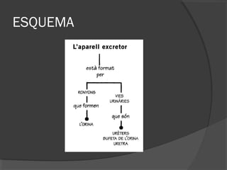 ESQUEMA

 