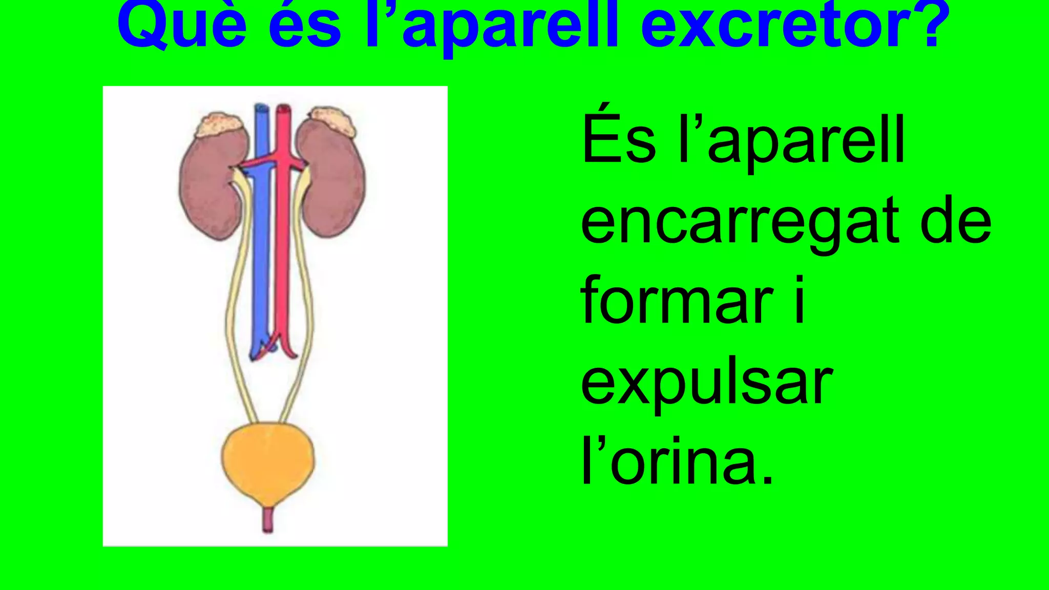 Aparell excretor | PPT