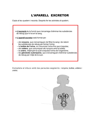 L'APARELL EXCRETOR
Copia al teu quadern i recorda. Després fer les activitats al quadern.




    ● L’excreció és la funció que s’encarrega d’eliminar les substàncies
     de rebuig que hi ha en la sang.

    ● L’aparell excretor està format per:

      – els ronyons, que s’encarreguen de filtrar la sang i de retenir
l       les substàncies de rebuig per formar l’orina;
      – la bufeta de l’orina, on s’acumula l’orina fins que s’expulsa;
      – els urèters, que comuniquen els ronyons amb la bufeta;
      – la uretra, mitjançant la qual s’expulsa l’orina de l’organisme;
      – les glàndules sudorípares, que s’encarreguen d’eliminar substàncies
        de rebuig per mitjà de la suor.




Co m p l e t a e l d i b u i x a m b l e s p a r a u l e s s e g ü e n t s: r onyons, bufeta, urèters i
uretra.
 