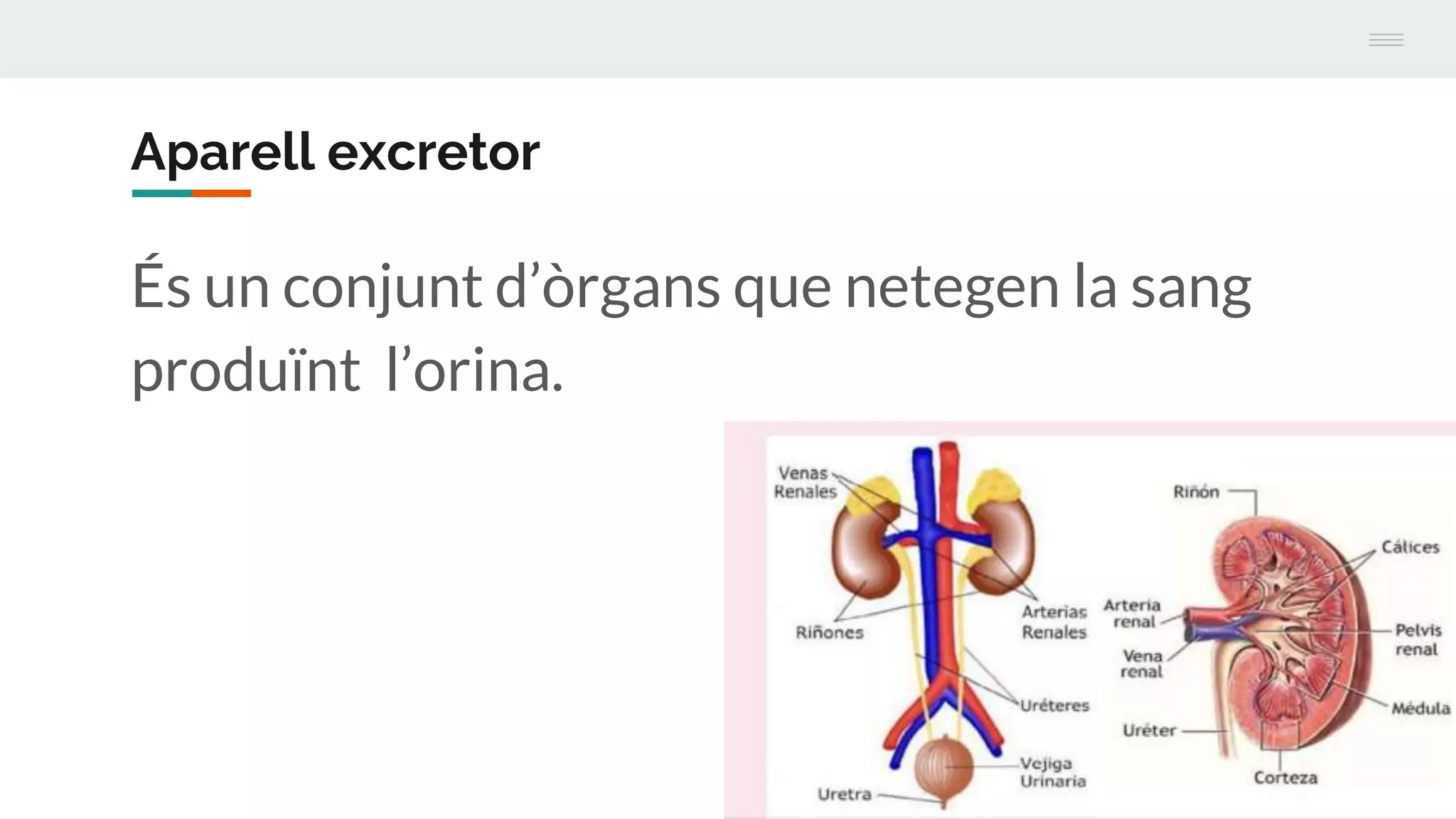 Aparell excretor (1) | PPT