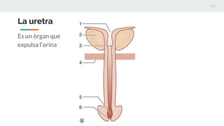 La uretra
Es un òrgan que
expulsa l’orina
 