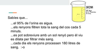 Sabíes que...
...el 95% de l’orina es aigua.
...els renyons filtren tota la sang del cos cada 5
minuts.
...es pot sobreviure amb un sol renyó pero él viu
es dilata per filtrar més sang.
...cada dia els renyons processen 180 litres de
sang. :-o
 