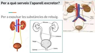 Per a què serveix l’aparell excretor?
Per a expulsar les substàncies de rebuig.
 